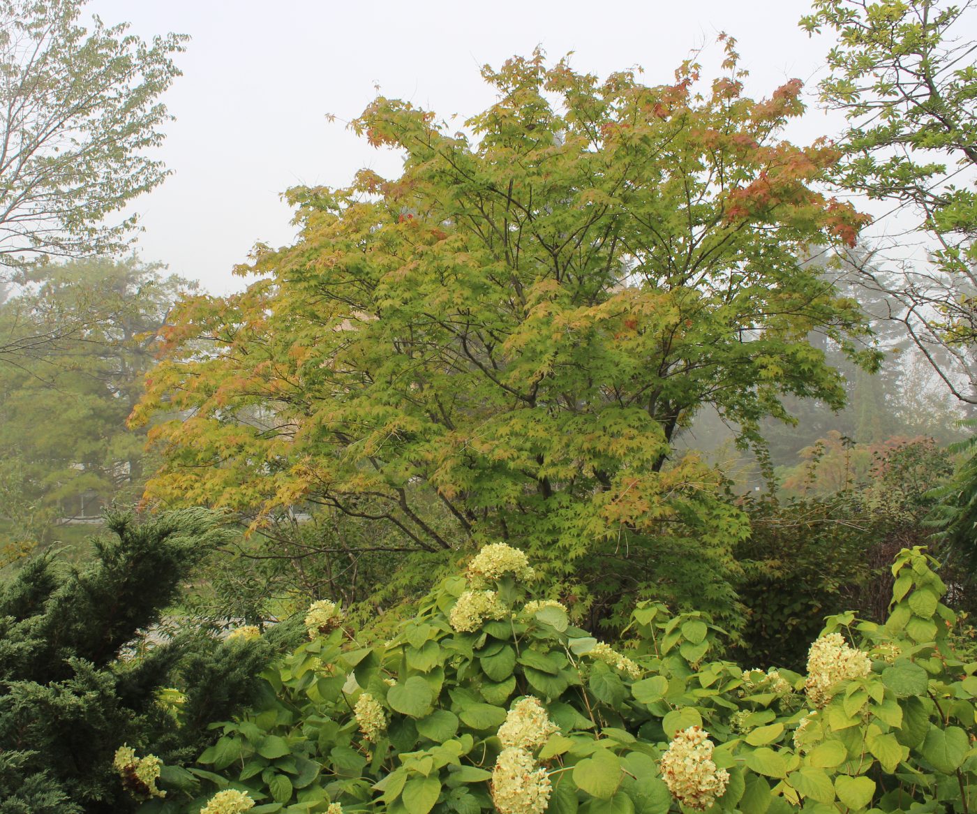 Image of Acer palmatum specimen.