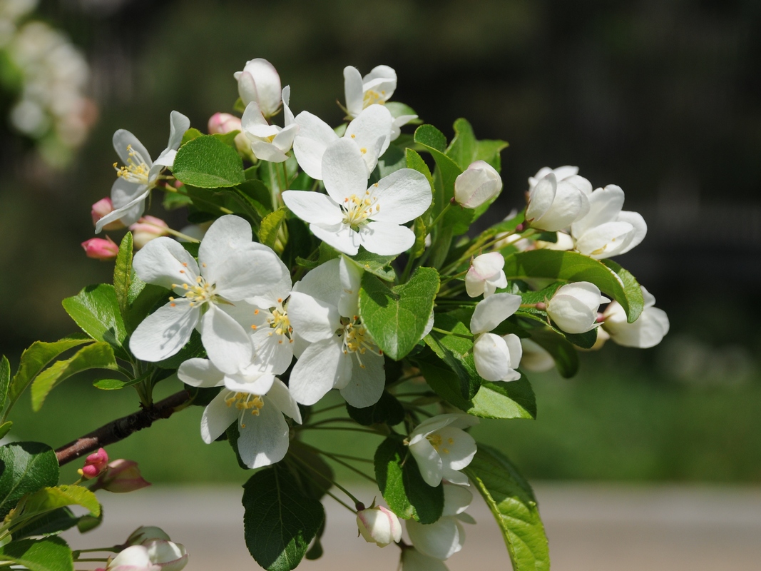 Изображение особи Malus toringo.