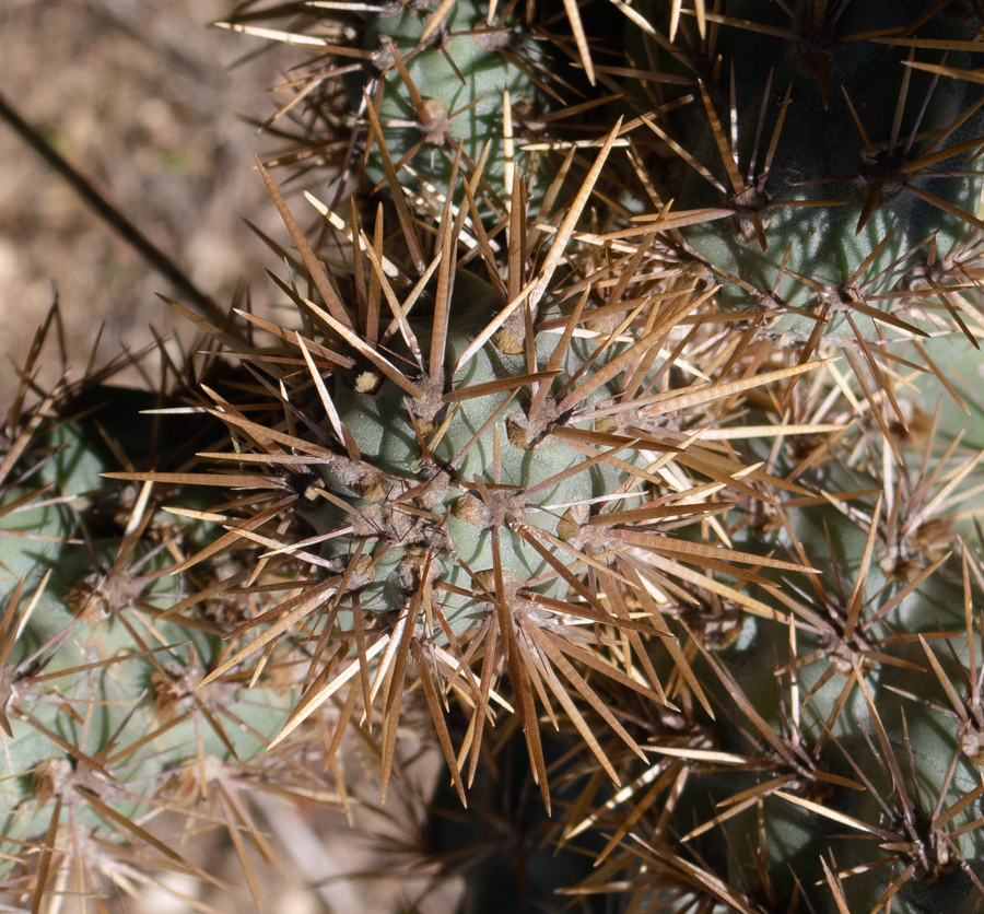 Image of Cylindropuntia cholla specimen.