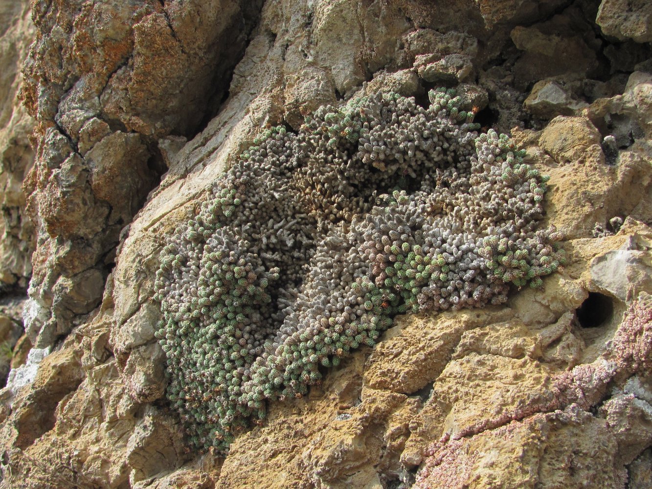 Изображение особи Saxifraga columnaris.