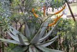 Aloe marlothii. Цветущее растение. Израиль, г. Бат-Ям, в культуре. 17.03.2022.