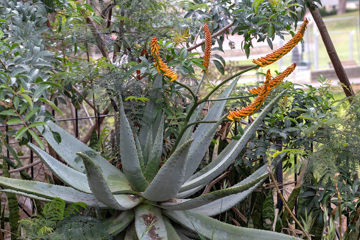 Изображение особи Aloe marlothii.