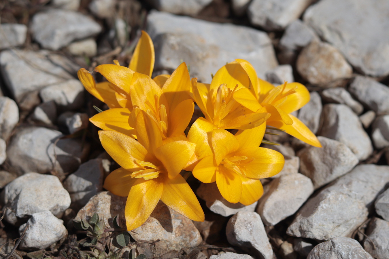 Изображение особи Crocus angustifolius.