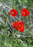 Ranunculus asiaticus