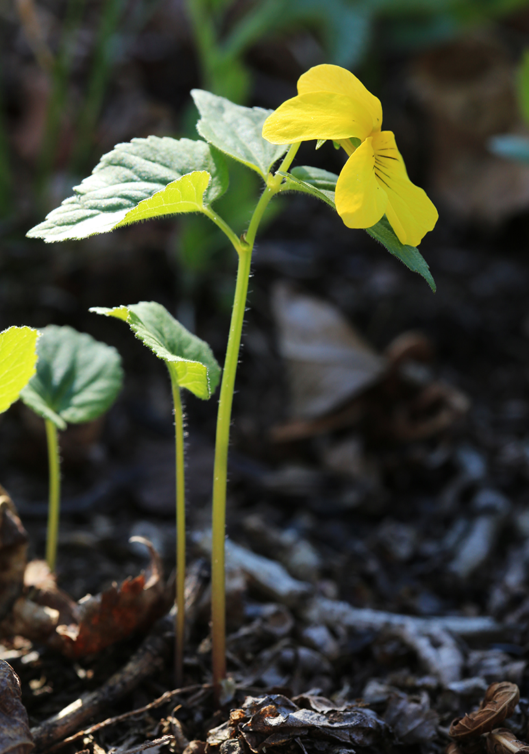 Image of Viola muehldorfii specimen.