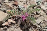 Astragalus oxyglottis. Цветущее растение. Восточный Крым, окр. пос. Солнечная Долина, полынная степь. 09.05.2022.