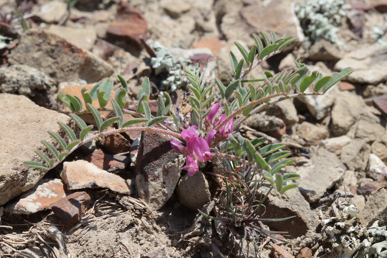 Изображение особи Astragalus oxyglottis.