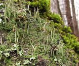 род Cladonia