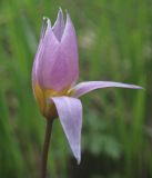 View full-size image Tulipa riparia