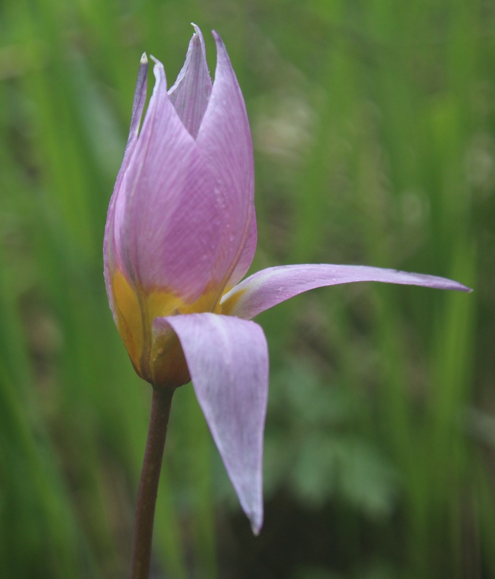 Image of Tulipa riparia specimen.