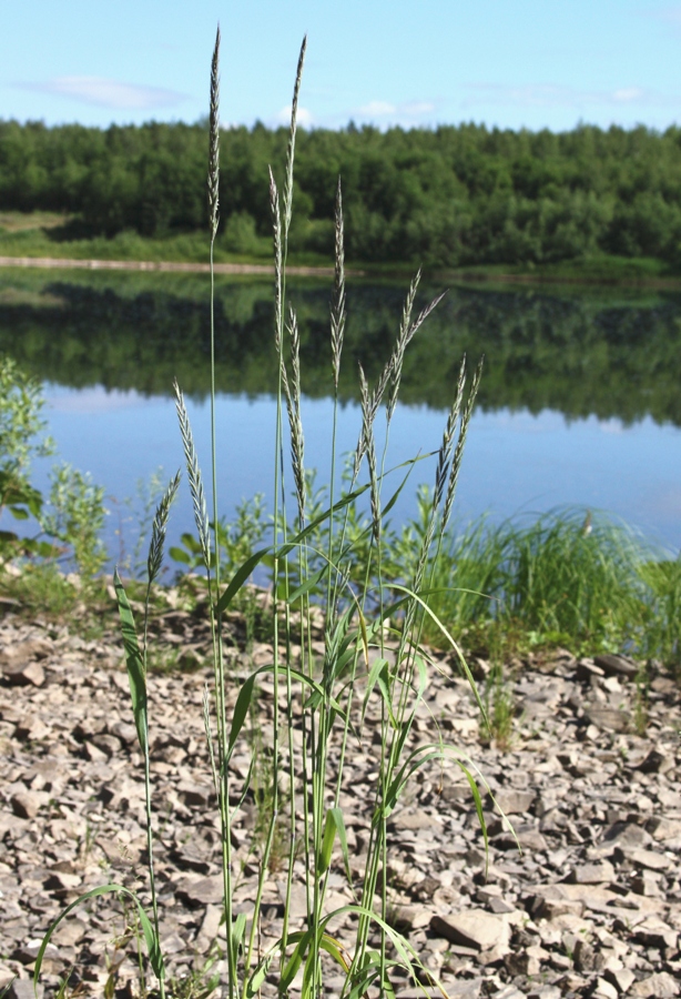 Image of Elymus mutabilis specimen.