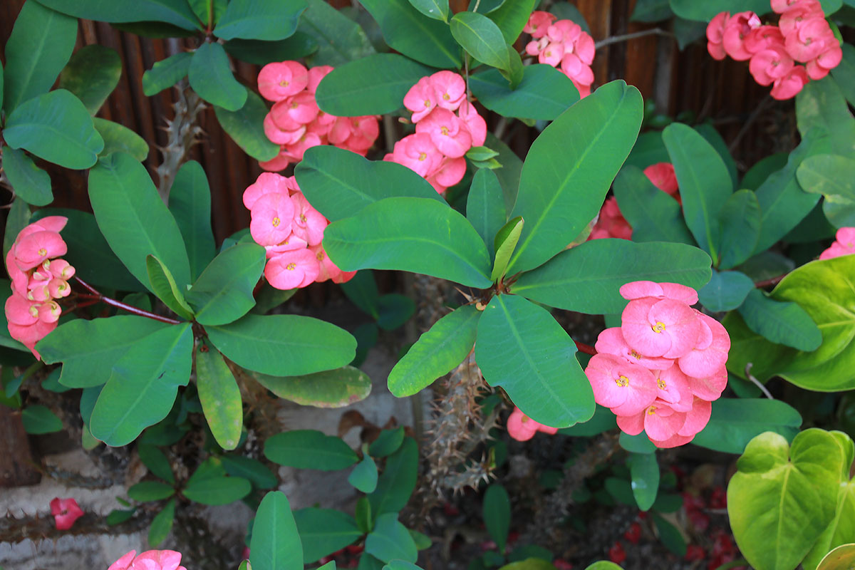 Изображение особи Euphorbia splendens.