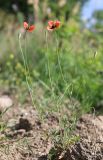 Papaver tichomirovii. Цветущее и плодоносящее растение. Южный берег Крыма, окр. пос. Краснокаменка, сорное на винограднике. 17 мая 2022 г.