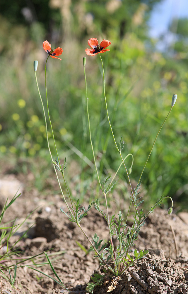 Изображение особи Papaver tichomirovii.