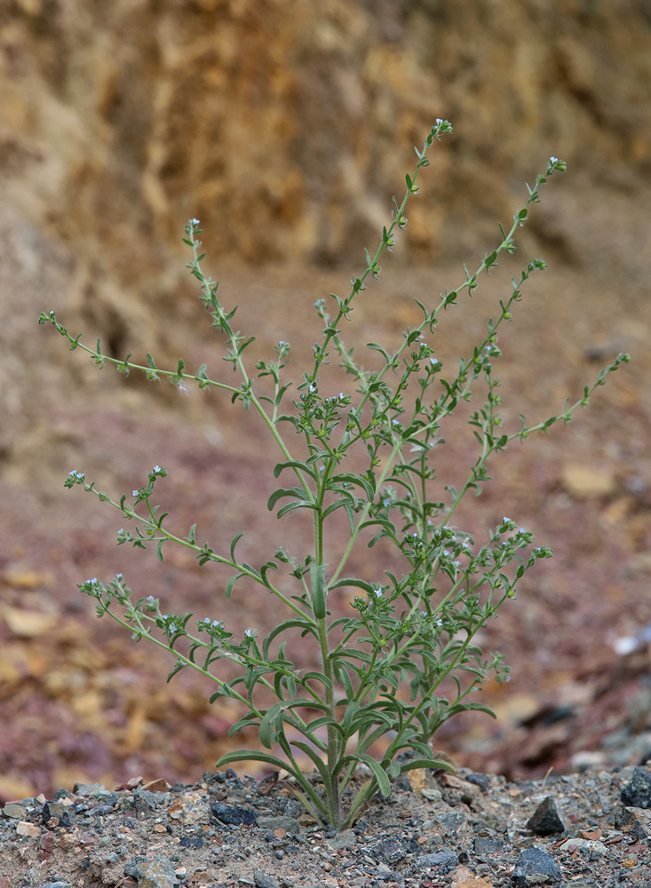 Image of genus Lappula specimen.