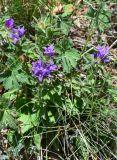 Campanula glomerata. Верхушки побегов с соцветиями (вокруг видны листья Geranium). Киргизия, Ошская обл., Памир, Заалайский хр., долина р. Ачик-Таш, ≈ 3600 м н.у.м., альпийский луг. 04.07.2022.
