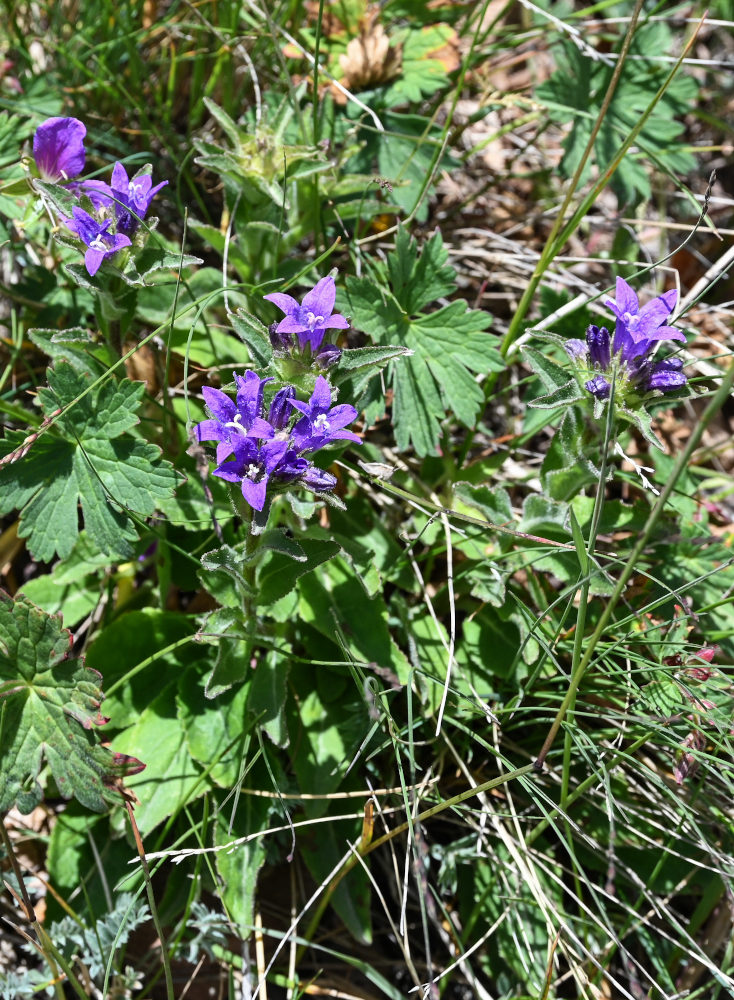 Image of Campanula glomerata specimen.