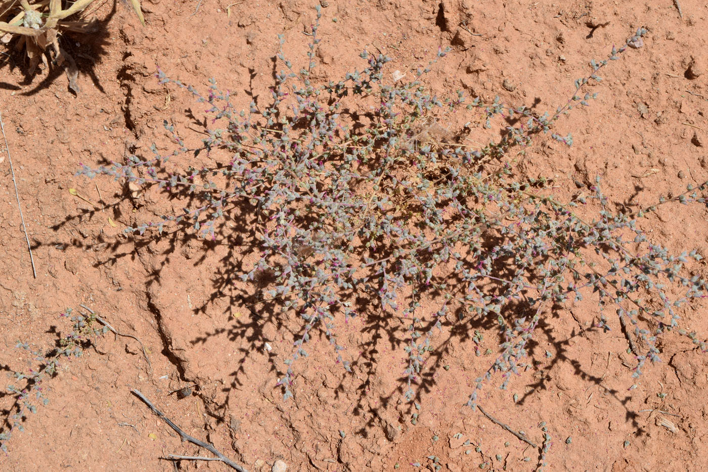 Изображение особи Salsola turkestanica.