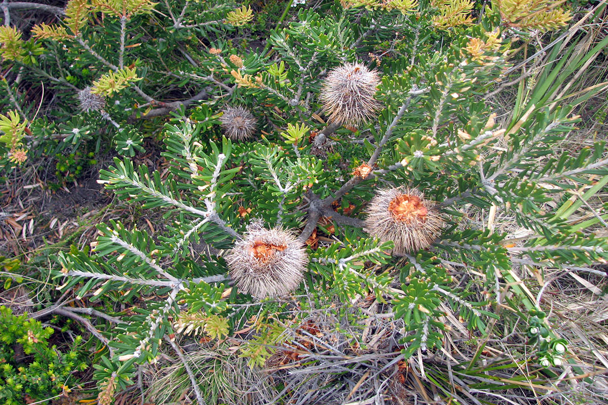 Изображение особи Banksia marginata.