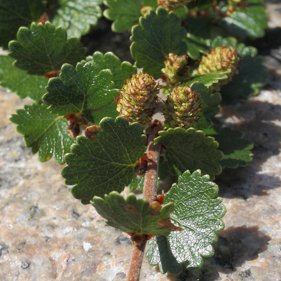 Image of Betula nana specimen.