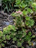 Sempervivum caucasicum. Расцветающее растение. Ингушетия, Джейрахский р-н, ур. Вовнушки, ≈ 1200 м н.у.м., каменистый склон. 24.07.2022.