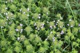 Thymus armeniacus