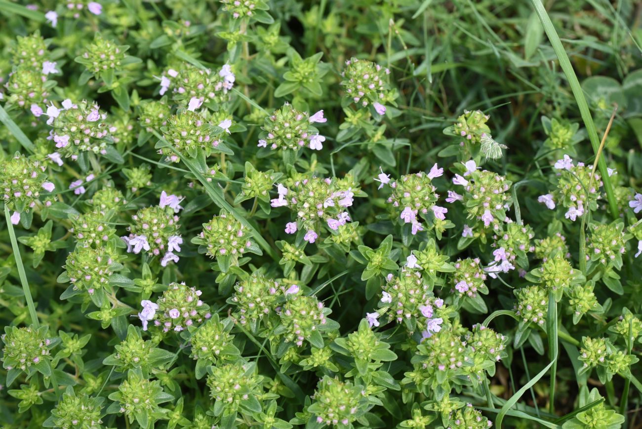 Изображение особи Thymus collinus.