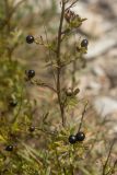 Jasminum fruticans. Часть ветви с плодами. Краснодарский край, Абинский р-н, гора Папай, каменистый склон. 16.10.2022.