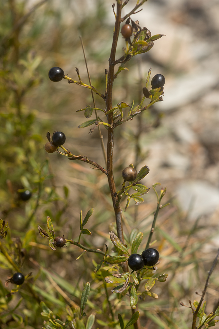 Image of Jasminum fruticans specimen.