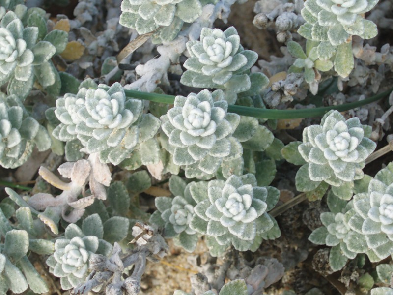 Image of Otanthus maritimus specimen.