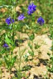 Delphinium consolida