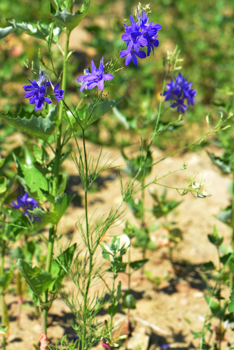 Image of Delphinium consolida specimen.