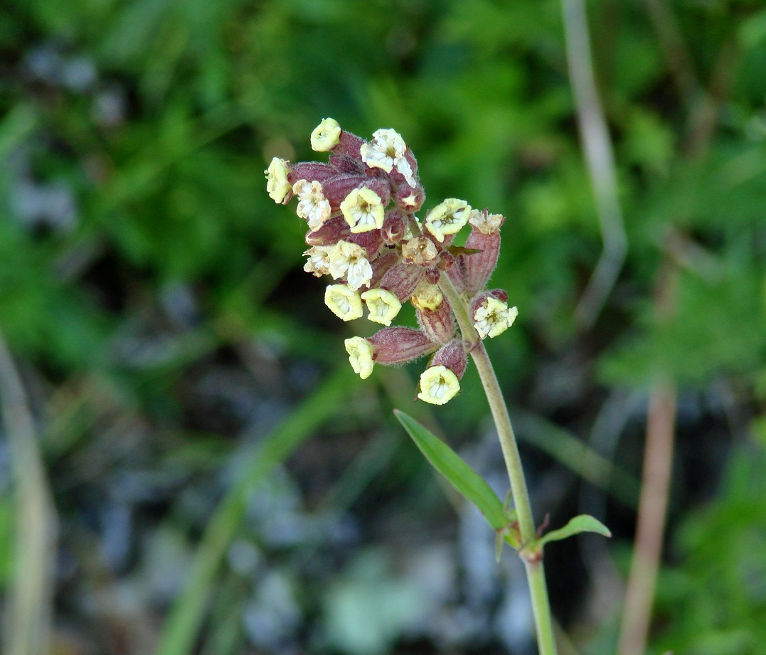 Изображение особи Silene amoena.