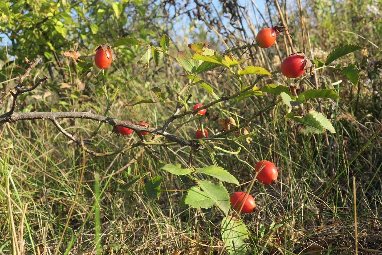 Image of Rosa schistosa specimen.