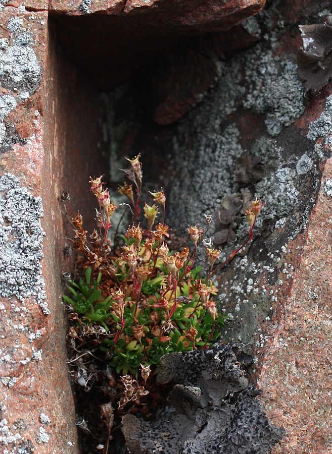 Image of Saxifraga cespitosa specimen.