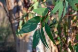 Eucalyptus camaldulensis. Побег. Израиль, лесопарк Шоам. 11.12.2022.