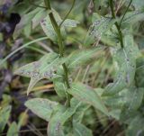 род Inula. Средняя часть побега. Москва, ГБС, экспозиция растений природной флоры России. 15.09.2022.