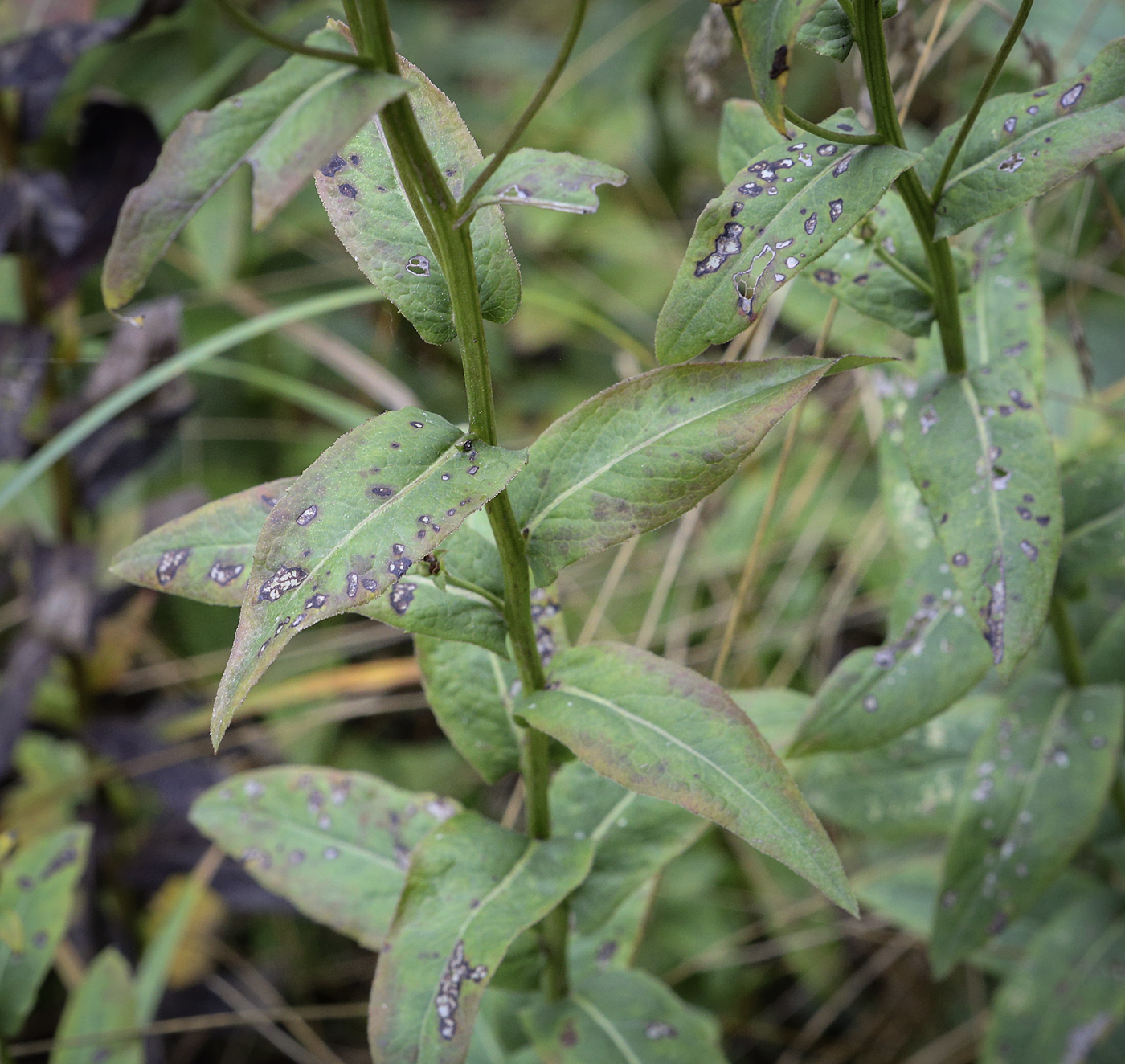 Изображение особи род Inula.