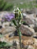 Draba parviflora. Верхушка цветущего и плодоносящего растения. Казахстан, Заилийский Алатау, Большое Алматинское ущелье, ≈ 3000 м н.у.м., каменистая россыпь. 09.06.2013.