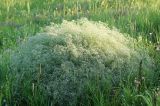 Gypsophila paniculata. Цветущее растение. ДНР, Донецк, балка Бирючья, правый берег, степь. 24.06.2020.