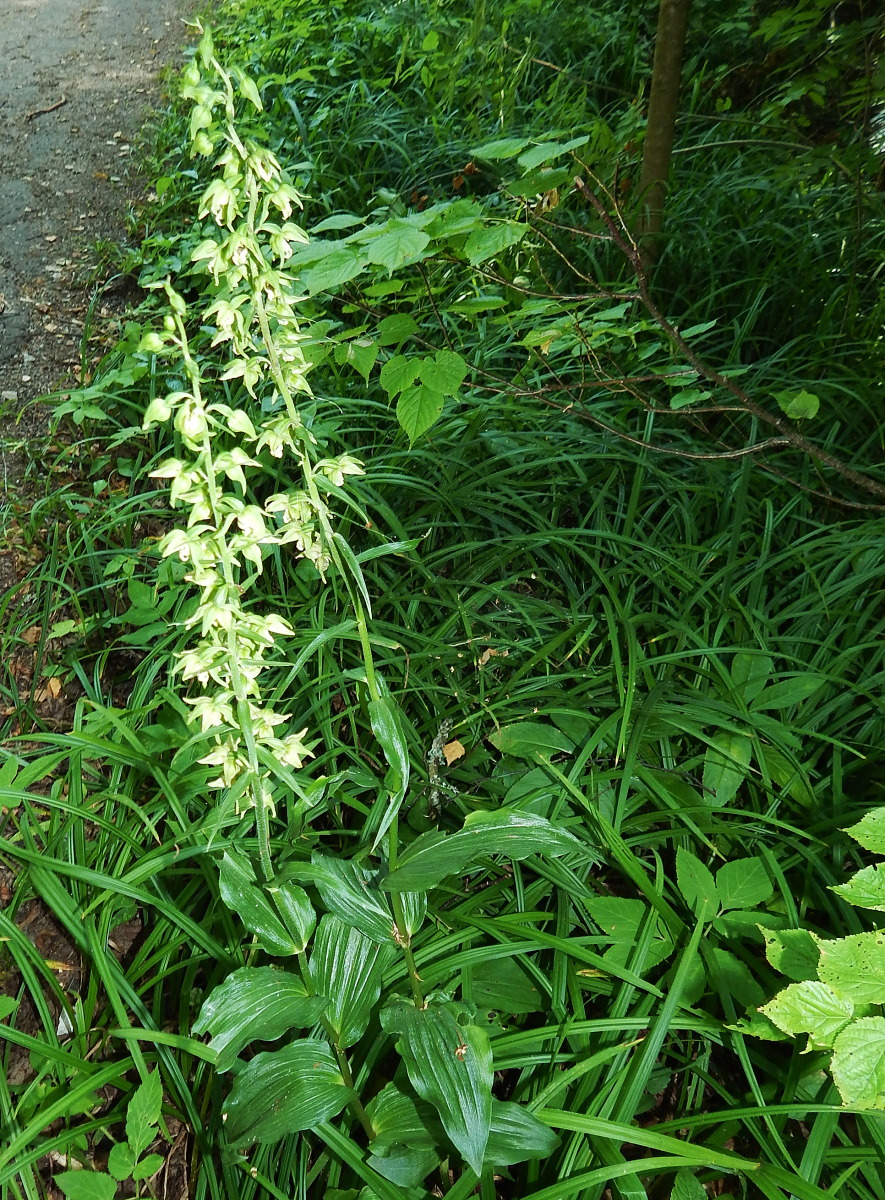 Изображение особи Epipactis helleborine.