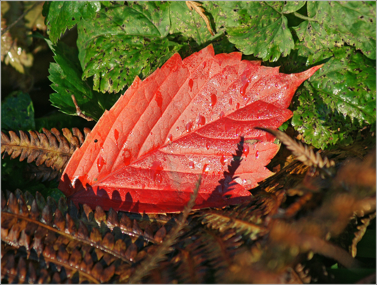 Изображение особи Parthenocissus quinquefolia.