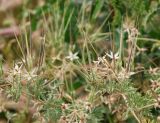 Erodium ciconium. Соплодия и листья. Краснодарский край, м/о Анапа, пос. Витязево, ул. Мира, высокий берег Витязевского лимана, пустырь. 29.05.2021.