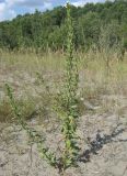 Oenothera depressa. Плодоносящее растение на песчаном пляже. Барнаул, дол. р. Обь, Помазкин остров. 19.08.2009.