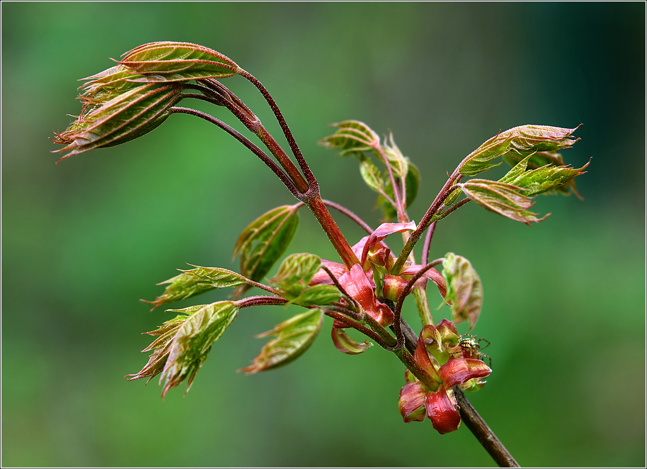 Image of Acer platanoides specimen.