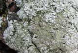 Physcia dimidiata