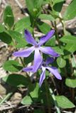 Vinca herbacea