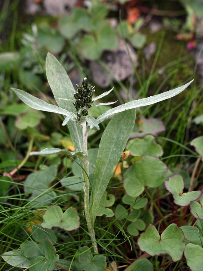 Изображение особи Omalotheca norvegica.