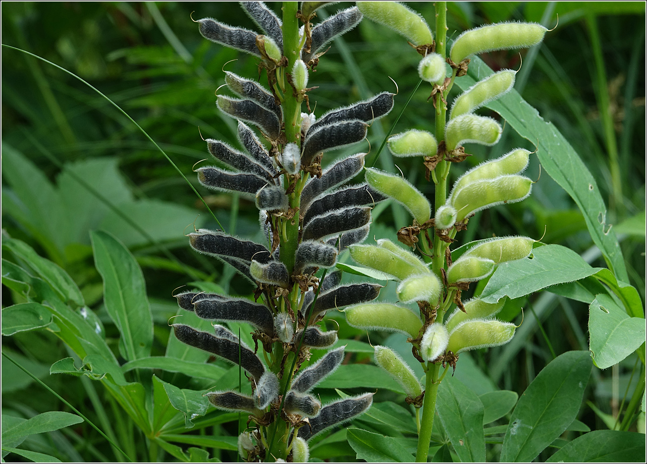 Изображение особи Lupinus polyphyllus.