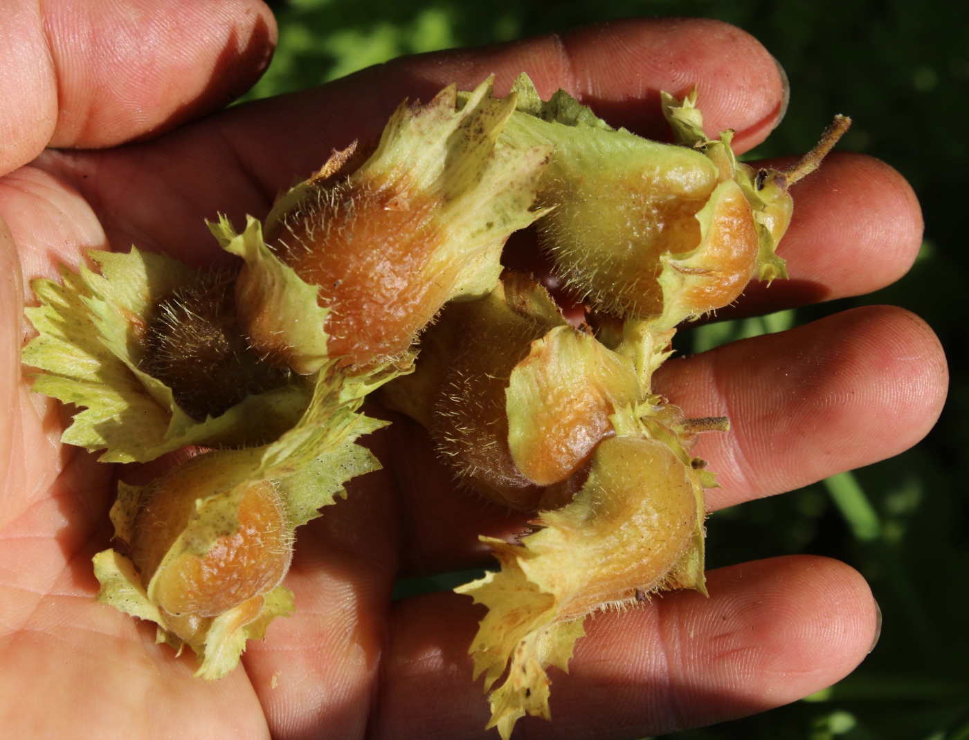 Изображение особи Corylus americana.